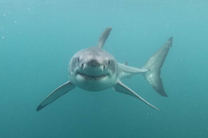 iStock 1334053610 Why Youll Never See A Great White Shark In An Aquarium