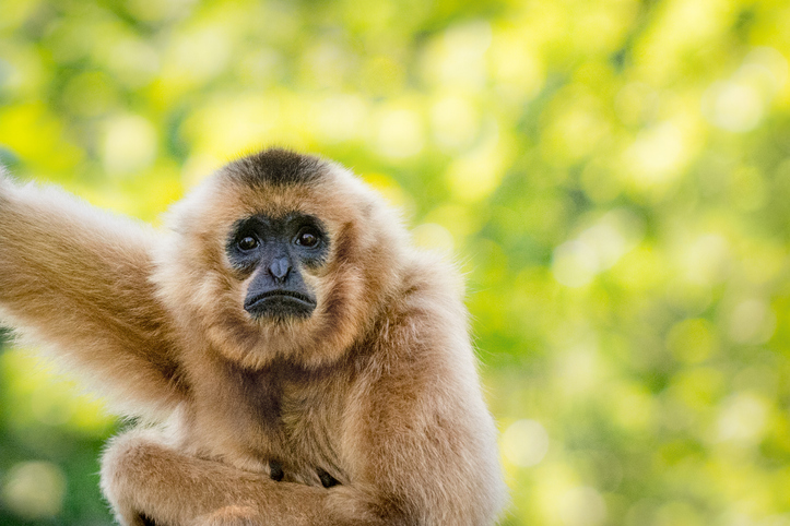 iStock 1338498073 How Did A Female Gibbon Kept Alone End Up Giving Birth?