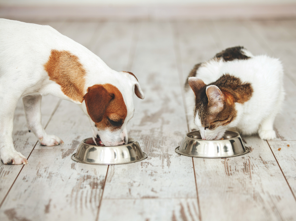 iStock 1393526817 10 Normal Habits That Could Endanger Your Dog