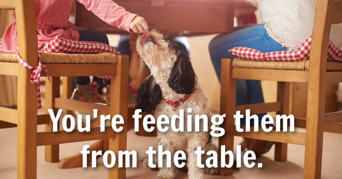 10 Normal Habits That Could Endanger Your Dog