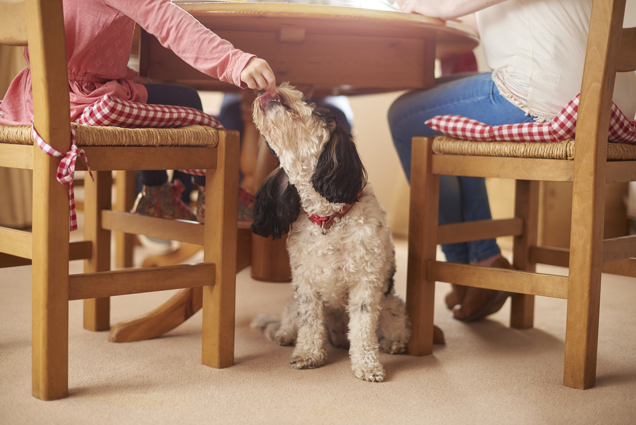 iStock 692955412 10 Normal Habits That Could Endanger Your Dog
