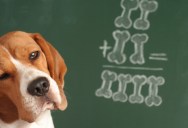 The Verdict Is In On The Most Intelligent Dog Breed, And It Just Might Surprise You
