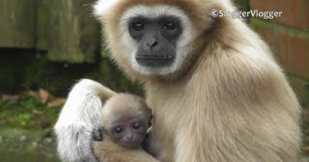 How Did A Female Gibbon Kept Alone End Up Giving Birth?