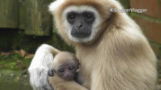 mqdefault How Did A Female Gibbon Kept Alone End Up Giving Birth?