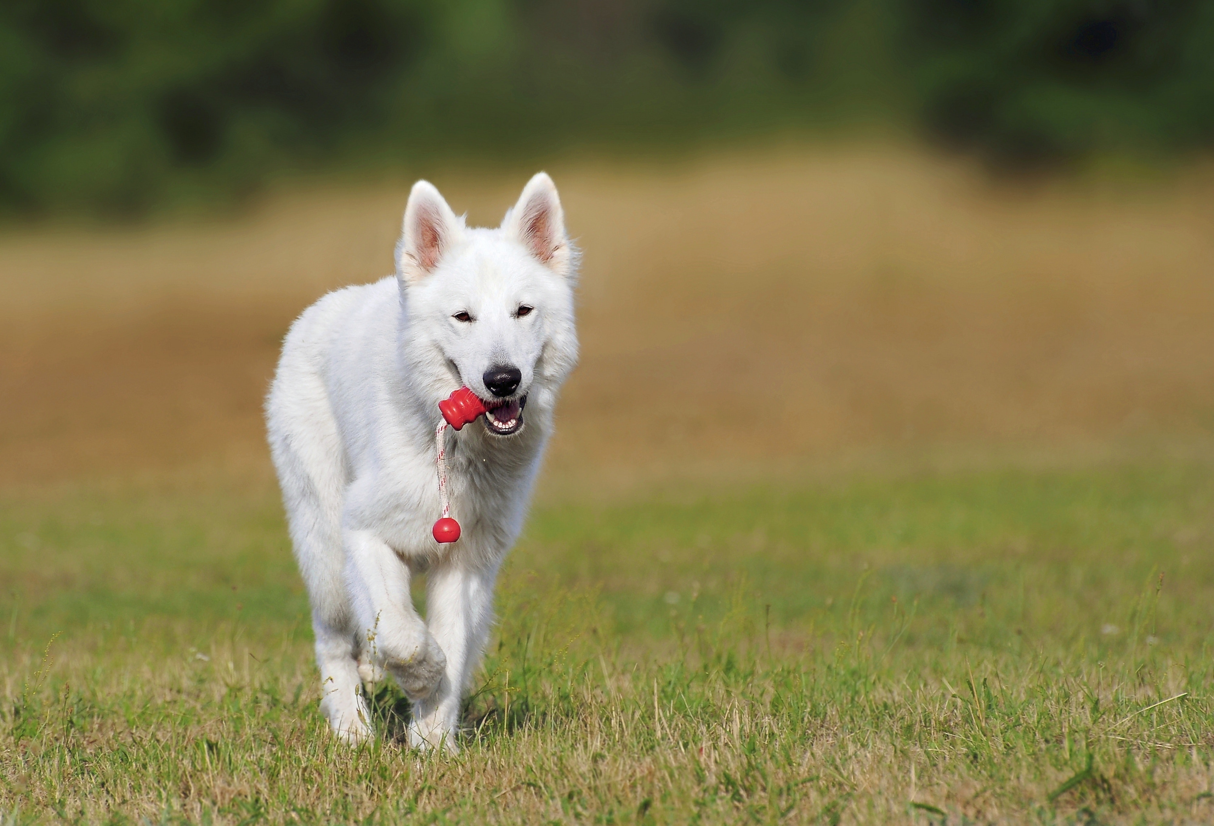 pexels pixabay 46523 10 Normal Habits That Could Endanger Your Dog