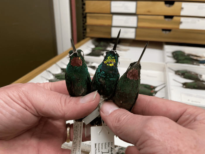  Discover The Hybrid Hummingbird Whose Feathers Are A Genetic Puzzle