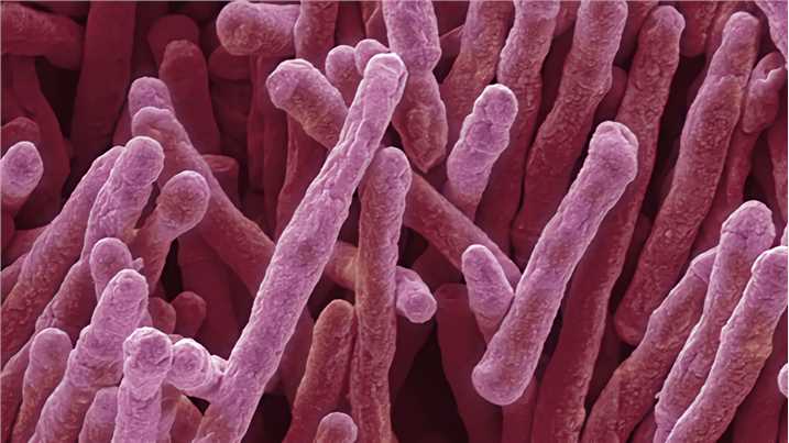 Mycobacterium smegmatis as Vaccine vectors 1 Learn About The Enzyme That Can Turn Air Into Electricity