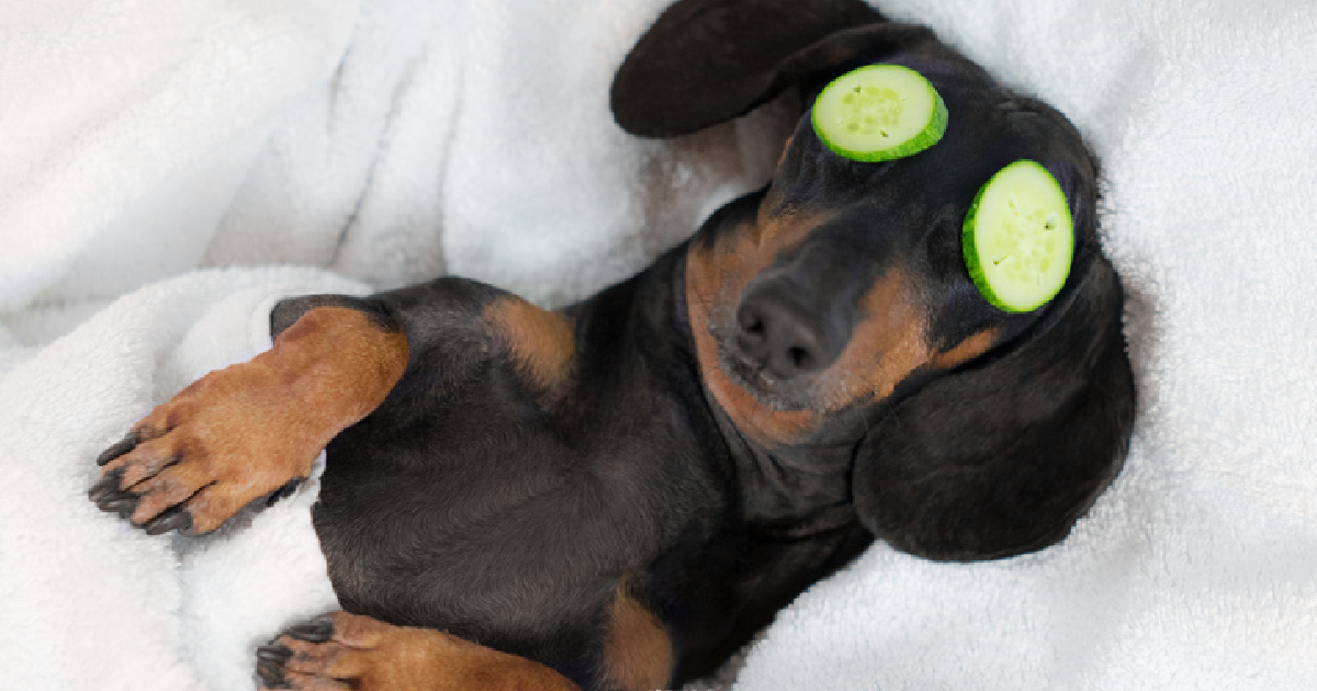 How To Make $50/Hr By Petting Dogs and Cats