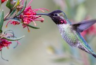 Discover The Hybrid Hummingbird Whose Feathers Are A Genetic Puzzle