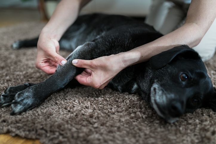 iStock 1351297360 How To Make $50/Hr By Petting Dogs and Cats