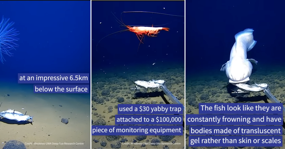 Researchers solve mystery of deep-sea fish with tubular eyes and