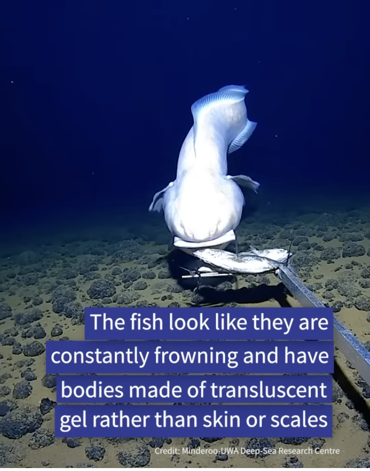 Screen Shot 2023 04 22 at 7.59.23 AM Meet The Deepest Dwelling Fish Ever Caught On Camera