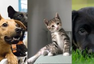 An Animal Expert Explains Why Pet Fostering is Really Good For You During A Crisis