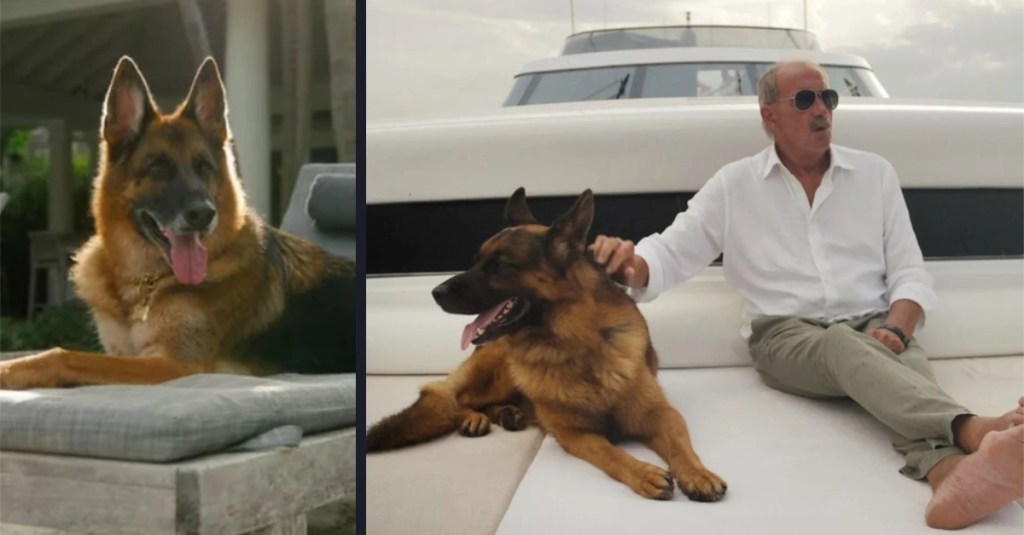 Meet Gunther, the World’s Richest Dog That Owns Real Estate Assets
