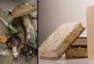 Mushrooms Can Be Used In Ways Most People Never Realized, Including Building Construction