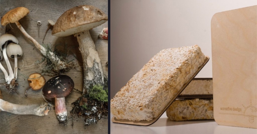 Mushrooms Can Be Used In Ways Most People Never Realized, Including Building Construction