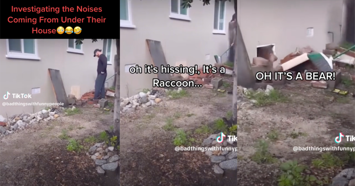 People Heard Noises Under Their House and Found a Bear in Their Crawlspace