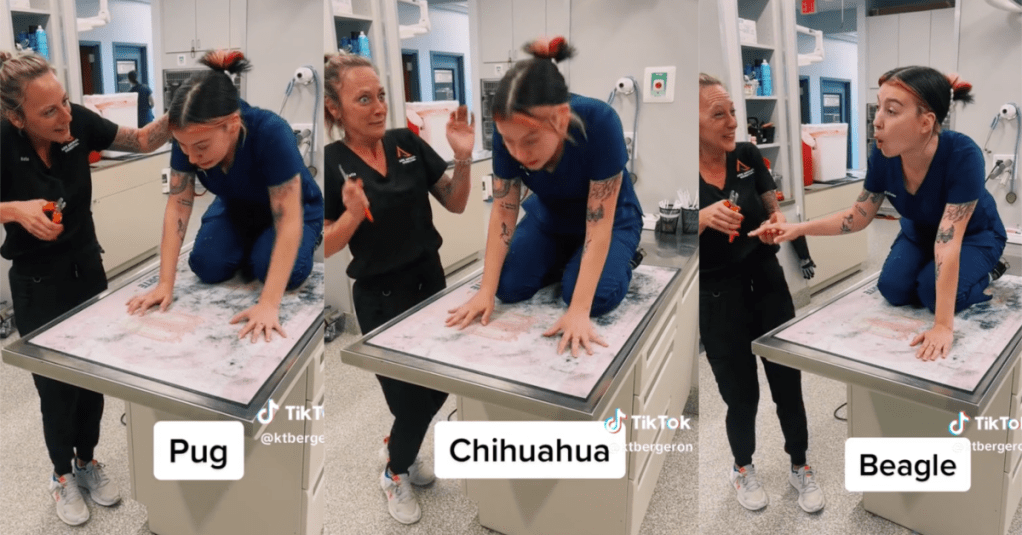 A Vet Tech Reenacted How Different Dog Breeds React to Getting Their Nails Clipped