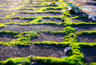 How Baking Soda Can Help Get Rid Of Unwanted Moss