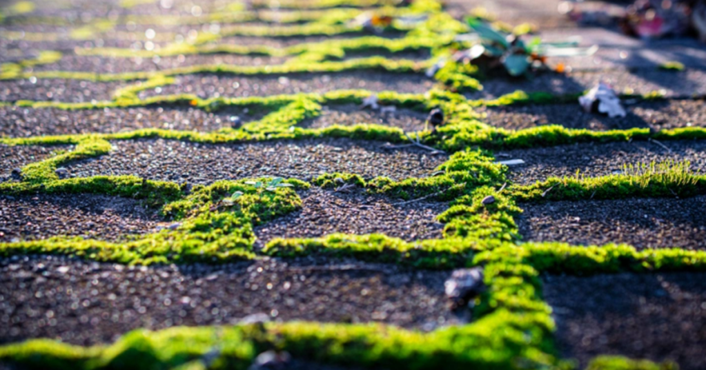 How Baking Soda Can Help Get Rid Of Unwanted Moss