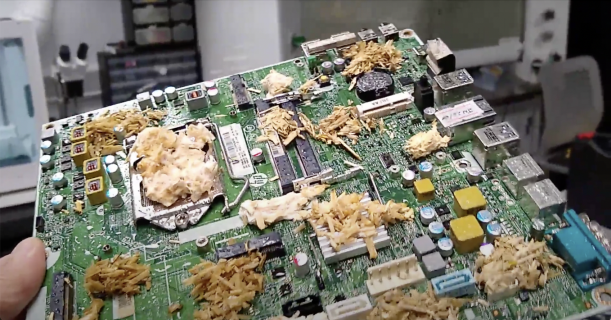 This Lab Is Growing Mushroom Computers And Mushroom Brains
