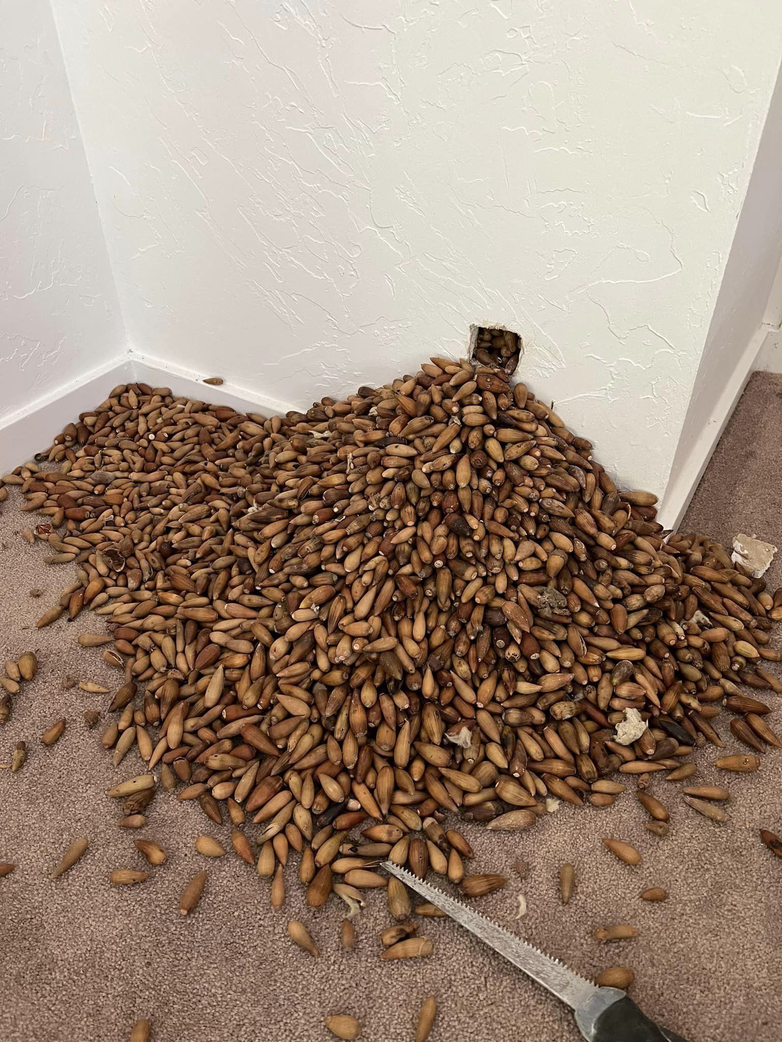 326321902 849887139424721 867083771360284956 n Woodpeckers Stashed 700 Pounds Of Nuts Inside The Walls Of This California Home