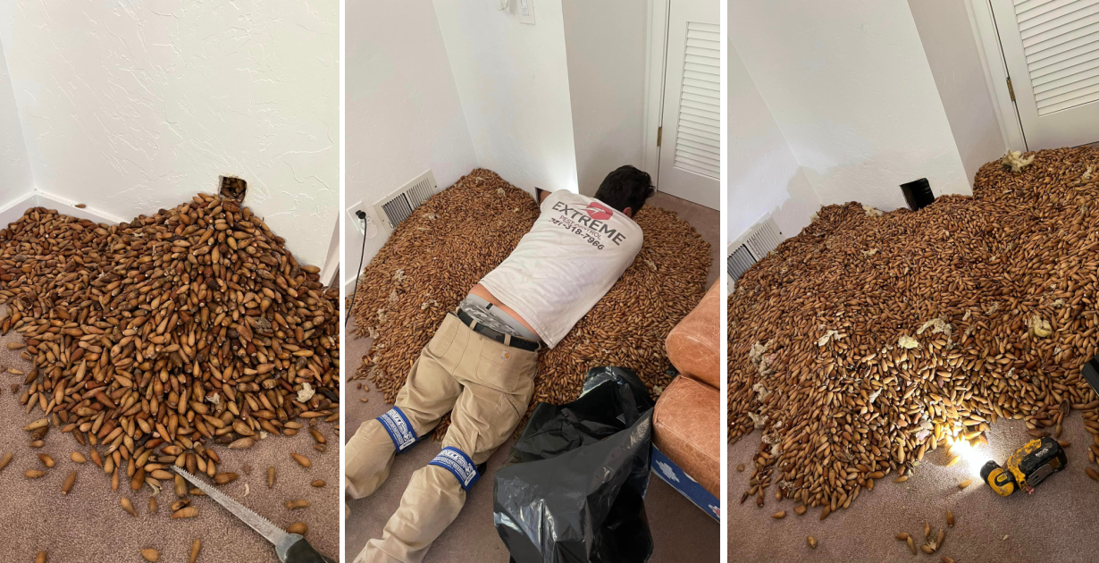 700LbsofNuts Woodpeckers Stashed 700 Pounds Of Nuts Inside The Walls Of This California Home