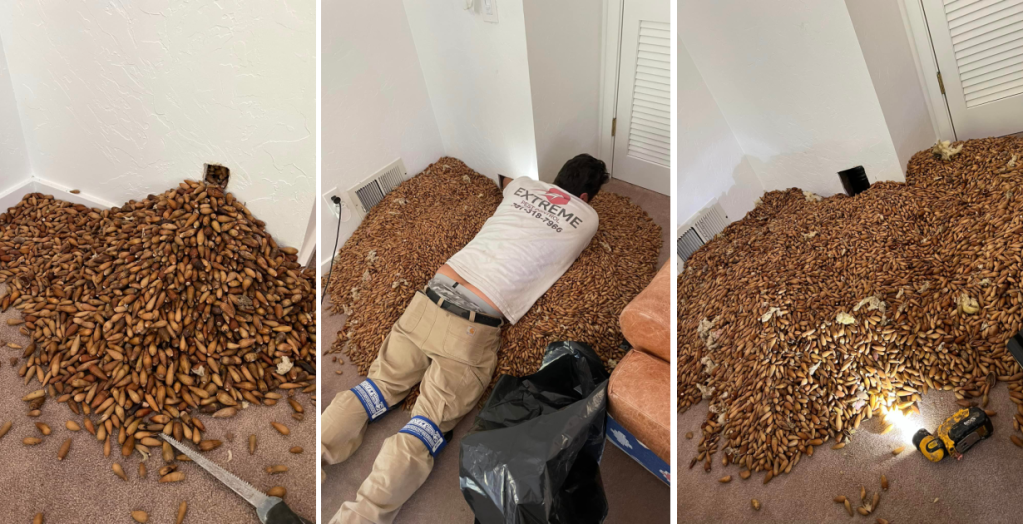 Woodpeckers Stashed 700 Pounds Of Nuts Inside The Walls Of This California Home