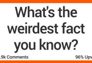People Share the Weirdest Facts They Know