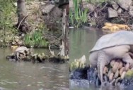 Proof That Giant Snapping Turtles Hang Out In The Chicago River