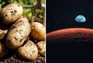 Scientists Say On Mars, Potatoes Will Be Good For More Than Food