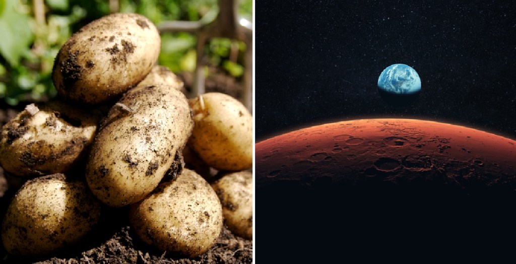 Scientists Say On Mars, Potatoes Will Be Good For More Than Food