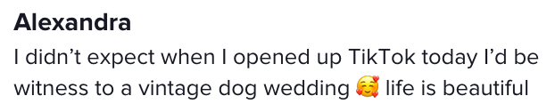Screen Shot 2023 06 13 at 9.10.24 AM A VHS Collector Found an Old Home Video of a Dog Wedding and It’s Weird and Hilarious