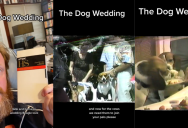 A VHS Collector Found an Old Home Video of a Dog Wedding and It’s Weird and Hilarious