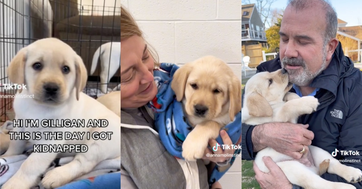 A Puppy’s Adoption Story Went Viral After He Gave His Own PointOfView