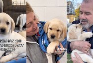 A Puppy’s Adoption Story Went Viral After He Gave His Own Point-Of-View Story About the Day He Was “Kidnapped”