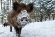 Beware The Intelligent Super Pigs Coming For America
