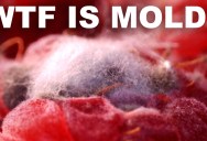 If Your Food Too Moldy To Consume? Here’s How You Can Tell.