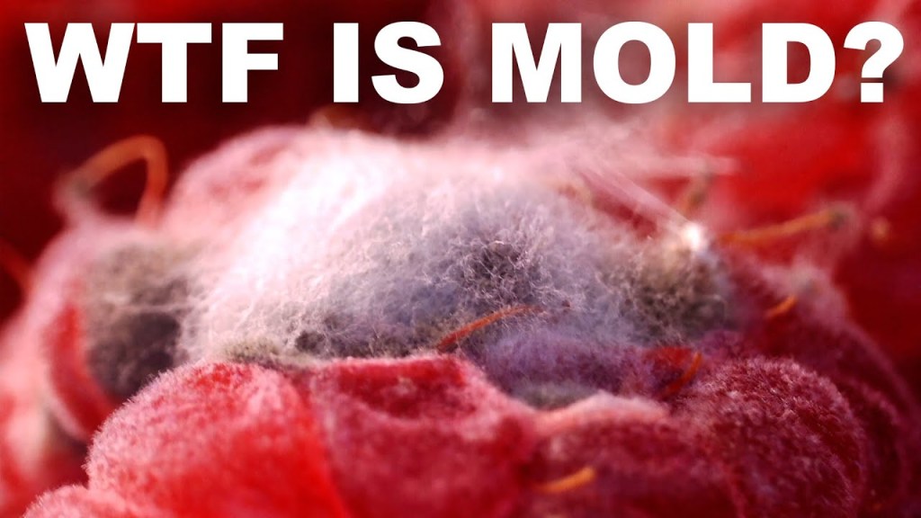 If Your Food Too Moldy To Consume? Here's How You Can Tell.