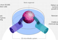Scientists Are Building “Organoid Intelligence” Biocomputers Using Brains Grown In A Lab To Rival Artificial Intelligence