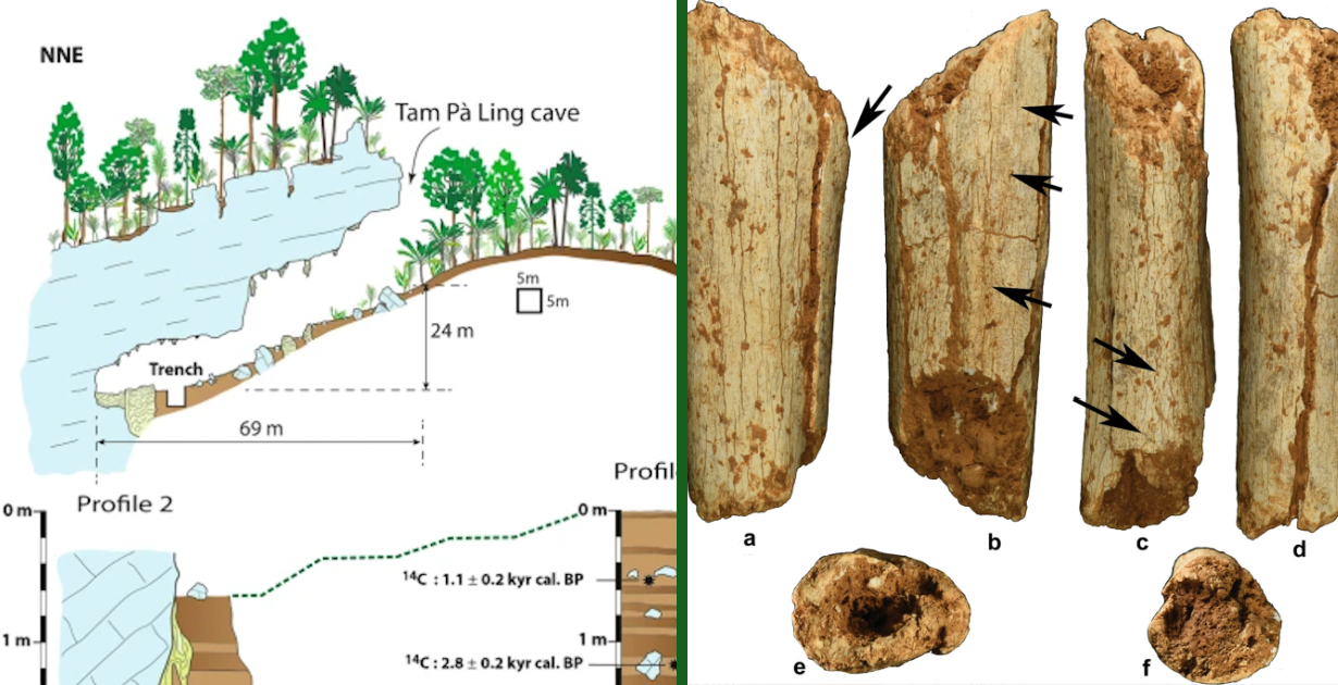 Ancient Fossils Uncovered That Could Rewrite The History Of Human Migration