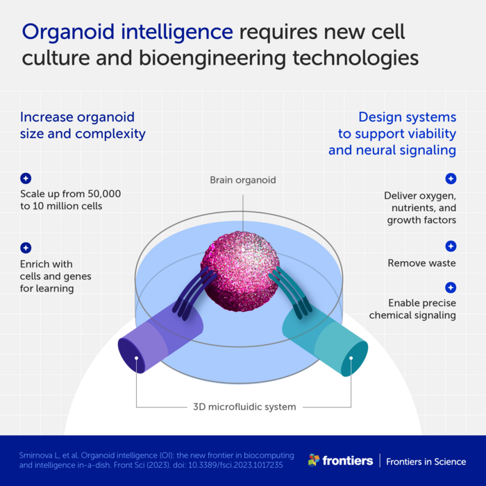 Low Res Infographic 2 organoid intelligence.png Scientists Are Building Organoid Intelligence Biocomputers Using Brains Grown In A Lab To Rival Artificial Intelligence