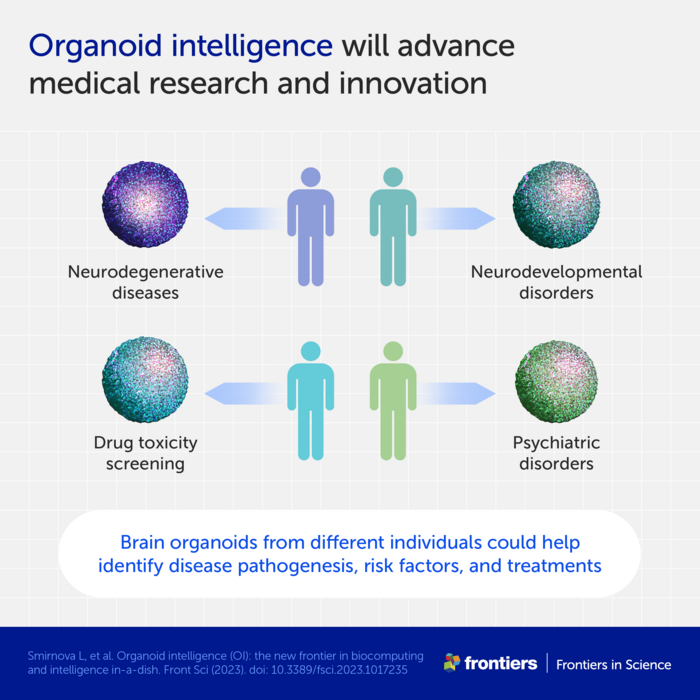 Low Res Infographic 4 organoid intelligence.png Scientists Are Building Organoid Intelligence Biocomputers Using Brains Grown In A Lab To Rival Artificial Intelligence