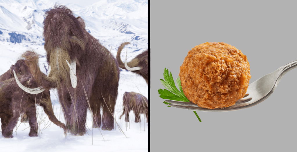These Gene Hackers Made A Meatball Out Of Resurrected Mammoth