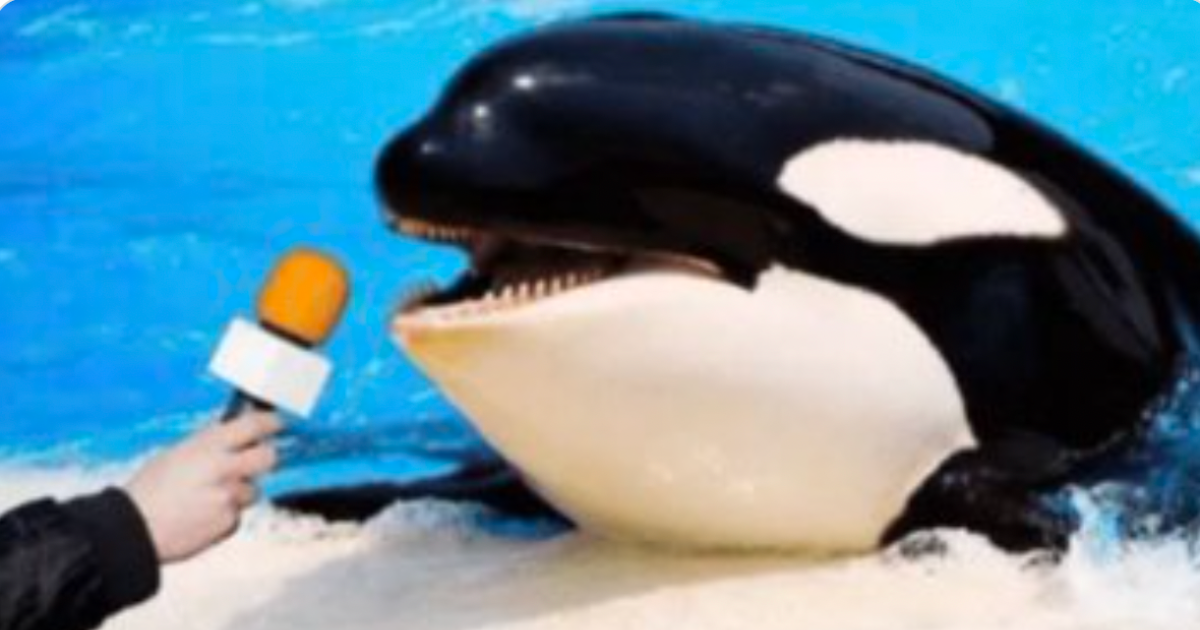 OrcaMicrophone This Photoshopped Image Of An Orca With A Microphone Lets The Whales Speak And The Memes Are Hilarious