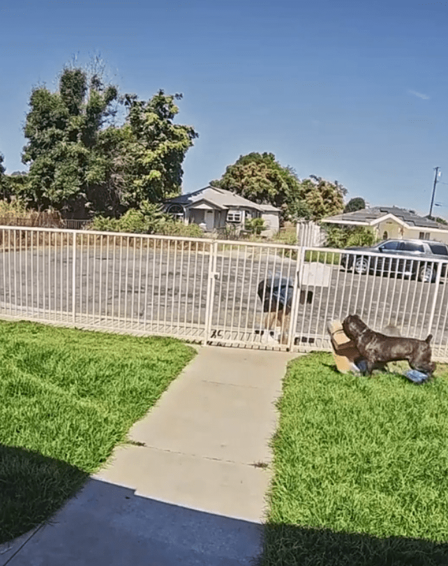 Screen Shot 2023 07 26 at 1.37.20 PM When the instructions say leave the products outside of the fence. An Amazon Delivery Driver Ignored A Sign And Dogs Snatched The Package
