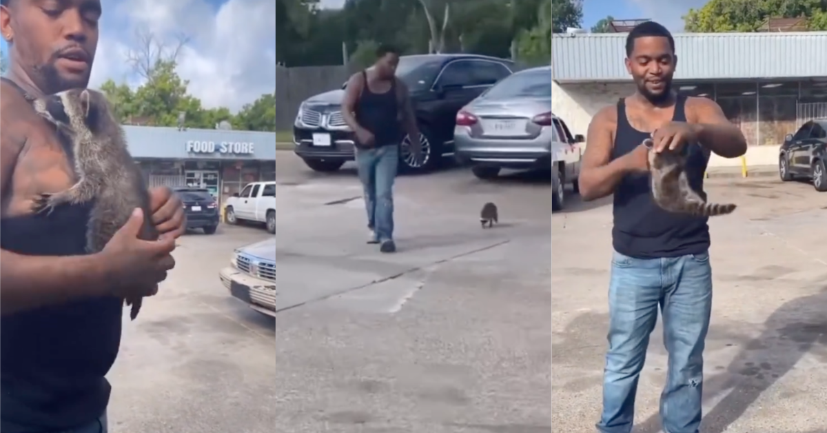 TIkTokPetRaccoon Better than a dog. Video Shows A Man Who Found A Baby Raccoon And Trained It As A Pet