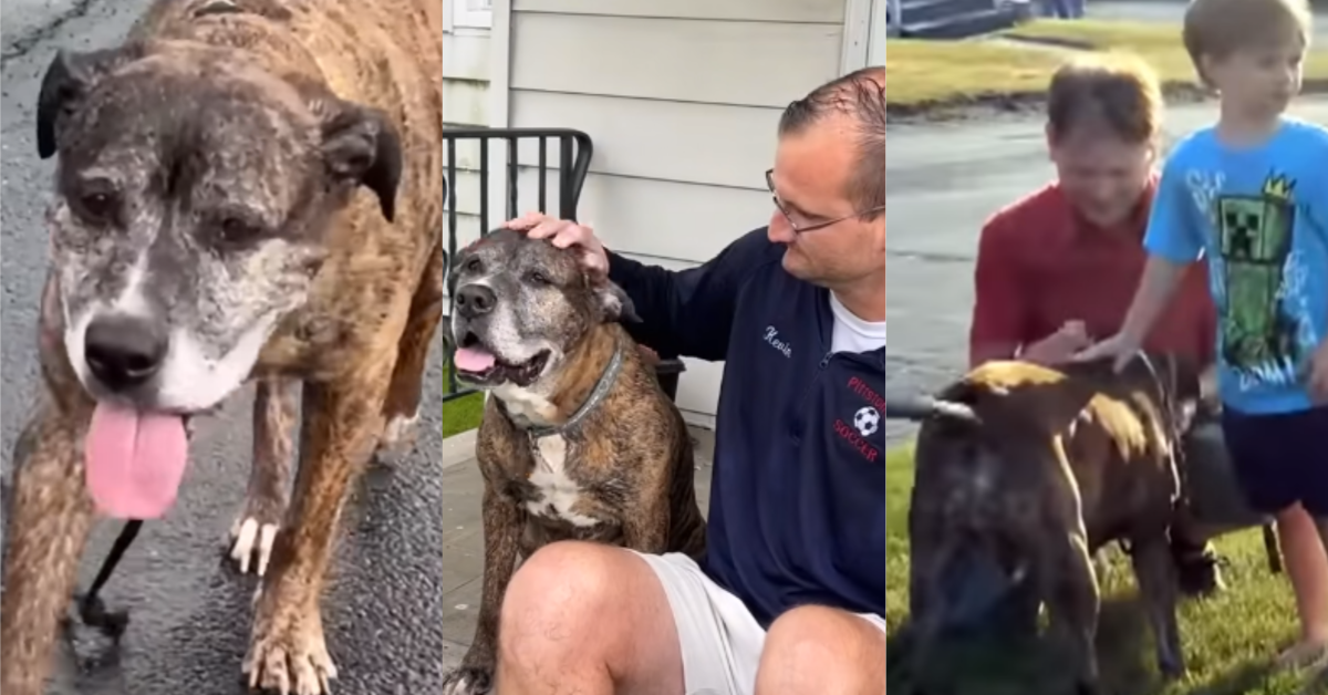 TikTokMellowsWalk People in a Pennsylvania Town Filled the Streets to Say Goodbye to a Neighborhood Dog on His Last Walk