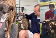 People in a Pennsylvania Town Filled the Streets to Say Goodbye to a Neighborhood Dog on His Last Walk