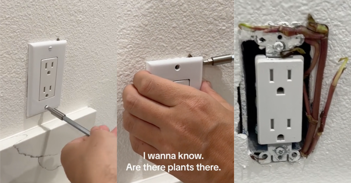 TikTokOutletPlants I wonder much of our wall they will have to remove. They Unscrewed An Electrical Outlet And Found An Insidious Plant Growing in Her Wall